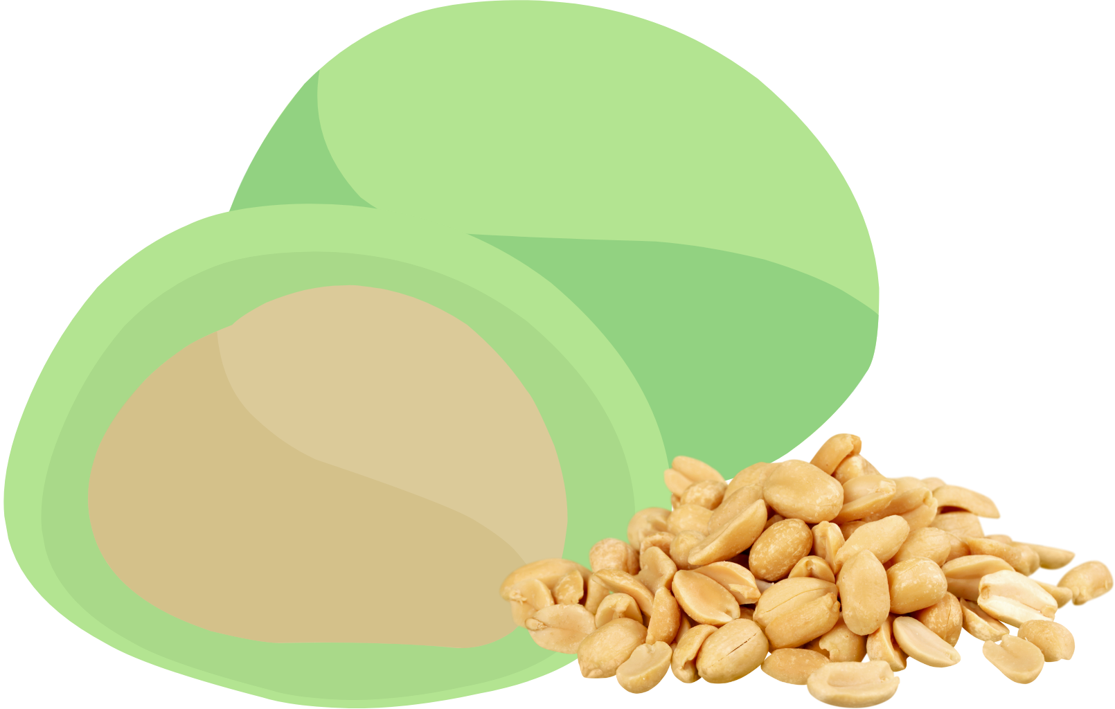 Kacang